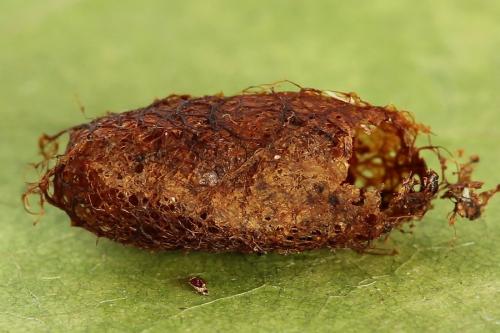 Réf. 223 181 : Nematinus fuscipennis